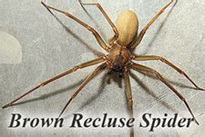 Black widow spiders are well known for the female's distinctive red hourglass marking and tendency to eat her partner after mating. Black Widow Spider in HENDERSON | 702-568-1857 | 89014 ...