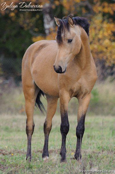 Уэльский пони — группа из четырех близкородственных пород лошадей, включая пони и кобов, зародившаяся в уэльсе в великобритании. Уэльский пони | Пони, Животные, Лошади