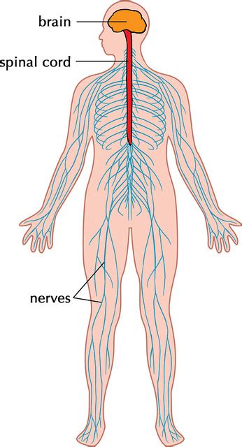 Nervous system messages travel through neurons as electrical signals. Difference Between Central and Peripheral Nervous System ...