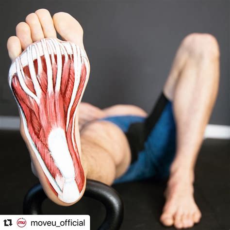 Tutorials and quizzes on muscles that act on the ankle and foot, using interactive animations and diagrams. Feelgrounds Barefoot Shoes on Instagram: "COMPLEX BODY / Our feet: 26 bones, 27 joints, 32 ...