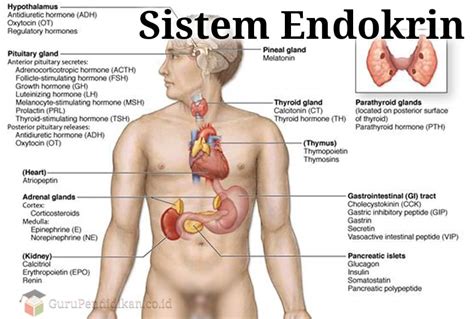 Apakah sistem endokrin merupakan sistem yang kompleks? Pengertian sistem endokrin, fungsi, penyakit, Jenis & Struktur