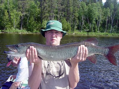 Fish for northern pike, walleye, muskie, trout and other fish species. Canadian Fly-In Outposts Meggisi Lake Outpost - Fishing ...