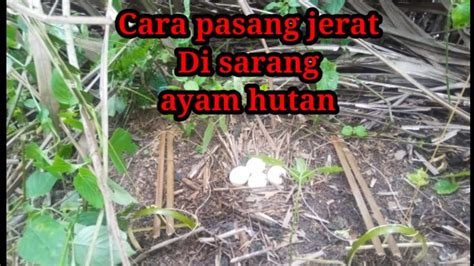 Cara panen sarang walet yang terakhir adalah dengan panen rampasan. #Tutorial Cara pasang jerat di sarang ayam hutan, berburu ...