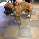 Look at pictures of boxer puppies in austin who need a home. Austin Boxer Dog Rescue | Rescue Dogs in Central Texas