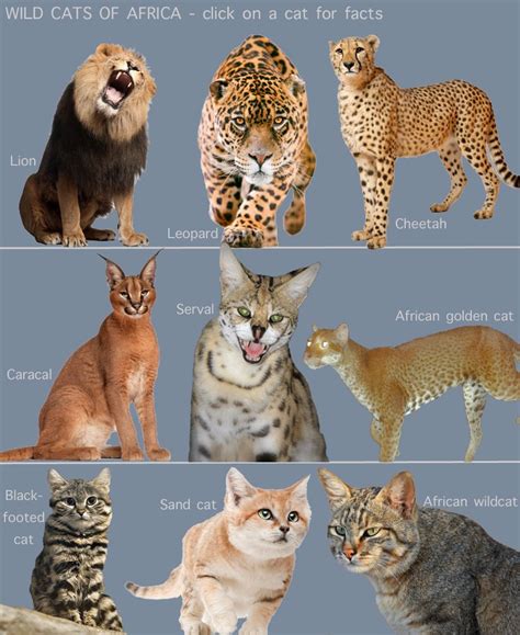 Many big cat species are endangered. Wild Cats of Africa (for kids) | Wild cat breeds, Wild ...