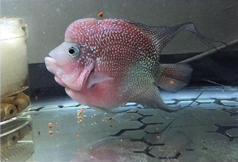 Jenis ikan kecil yang hidup bergerombol, sering disebut wader dari sumatera. Louhan Bonsai? Salah Satu Jenis Ikan Hias Cantik dan Menarik