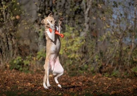 Reizen tussen verschillende franse regio's mag , maar er geldt momenteel wel een avondklok van 18.00 uur tot 6.00 uur in frankrijk (geldt ook voor buitenlandse reizigers). Met de hond op vakantie naar Frankrijk www.maisonvanstijn ...