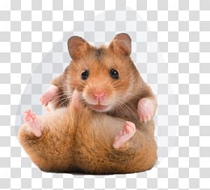 Refine your search for hamster png transparent. Free download | Brown and white guinea pig illustration ...