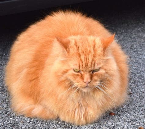 Nama kucing jantan kucing cowo kucing keren kekinian 2020 nama kucing tergaul. Nama Kucing Jantan yang Lucu, Keren dan Unik | Blog Ruparupa