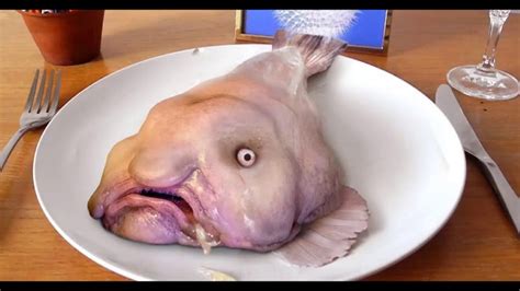 Maybe you would like to learn more about one of these? blobfish Medium - YouTube