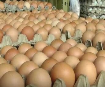 Daftar harga telur ayam per 1 kg peti hari ini di waralaba agen grosir supplier distributor telur ayam terdekat murah terbaru 2020 di kota jakarta pusat, jakarta selatan, jakarta ketetapan data lengkap mengenai harga telur itu sendiri besarnya kecilnya itu sangat tergantung pada nilai jualnya hari ini. Info Terbaru Harga Telur Hari Ini - Ilmu Ternak