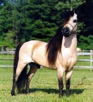 Sie sind in 2 kategorien aufgegliedert: Pony Fallabella - Male (8 years) (mit Bildern) | Pferde ...