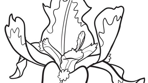 Iris coloring page from iris category. Iris Coloring Page at GetColorings.com | Free printable ...