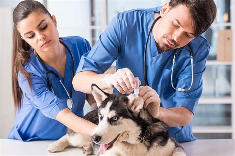 Emergency veterinarians, veterinary technicians and/or veterinary assistants are on staff. A Otite e as doenças do ouvido - Clínica Veterinária ...