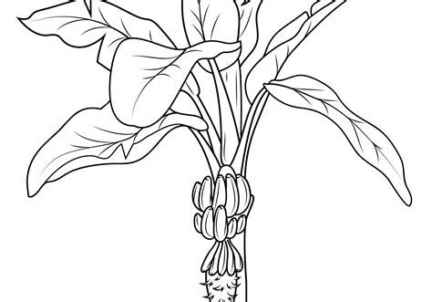 Banana coloring page from bananas category. Strawberry Plant Coloring Page at GetColorings.com | Free ...