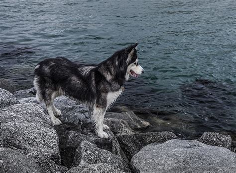 Einer haltung in einer wohnung ist deshalb abzuraten. Siberian Husky im Rasseportrait | ZooRoyal Magazin