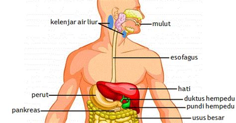 Sistem pencernaan manusia adalah sebuah sistem yang membantu manusia dalam mencerna makanan dan minuman yang dikonsumsinya menjadi zat yang lebih mudah dicerna oleh tubuh dan diambil berbagai kandungan di dalamnya yang berguna pada organ dalam dan bagian tubuh secara. Sains 1 2 3: Sistem Pencernaan Manusia