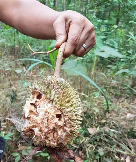 To this day in indonesia, lawang oil is still not distributed in a commercial fashion (e.g. DURIANS FOR ORANGUTANS | Komorebi Foundation Inc. (Powered ...