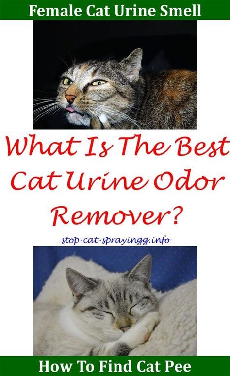 Male cat neutering, otherwise known as sterilisation, fixing, desexing, castration (castrating) or by its correct veterinary name: Cat Spray Smell Pet Odors | Bedroom decor | Cat urine ...