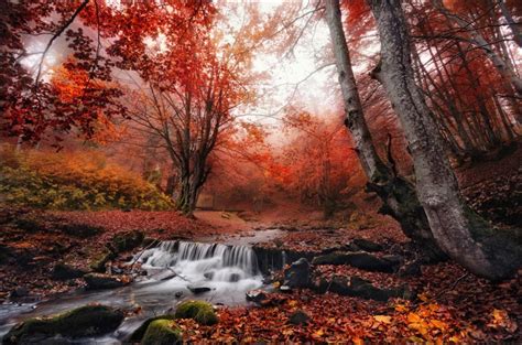 ⬇ descargue fotos de paisaje ucraniano ✔ gran banco de imágenes de stock ▶ millones de fotos sin royalties de la mejor calidad a precios asequibles. Bosque Rojo De Montes Cárpatos, Ucrania | Paisajes ...