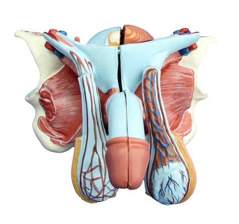 Check spelling or type a new query. Male Genital Organ Model