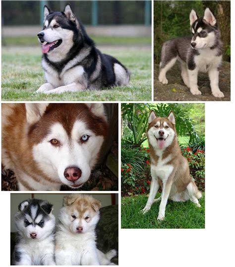 The typical alaskan husky of that time was a heavy dog composed of a saint bernard mix. Det finnes en hund for alle: Alaskan Husky