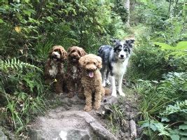 Buy compact miniwörterbuch ei du labbeduddel. Australian Labradoodles Makes U Smile - Meine Hunde