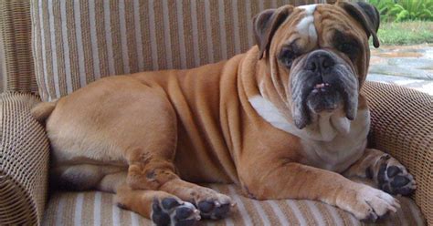 Winston: The beloved English Bulldog