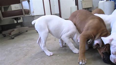 Boxers are stocky and medium in size with strong jaws and a. Boxer Puppies for Sale - YouTube