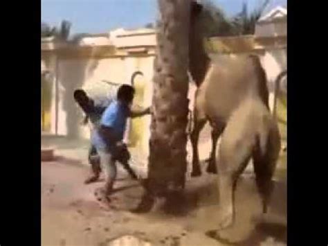 One of the camels has an excruciatingly difficult delivery but, with help from the family, out comes a rare white colt. Crazy camel eats mans head while being killed - YouTube