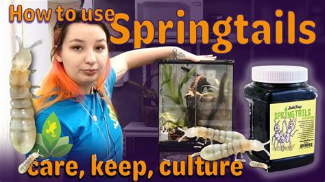 Springtails are extremely small insects, about 1 to 2 mm. Springtails!!! How to keep, care and culture. - YouTube