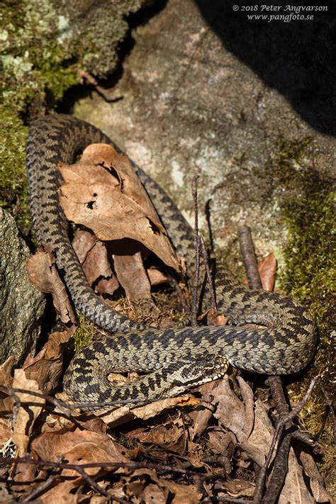 Confer the old norse högg (a stroke, a weapon's blow) and ormr (a snake, a serpent; Huggorm - Peter Angvarson Fotografi