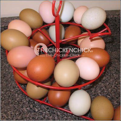 Unless there is some kind of stress, the numbers are kept in let them forage in as much outdoor space as possible. Handling and Storage of Fresh Eggs from Backyard Chickens ...