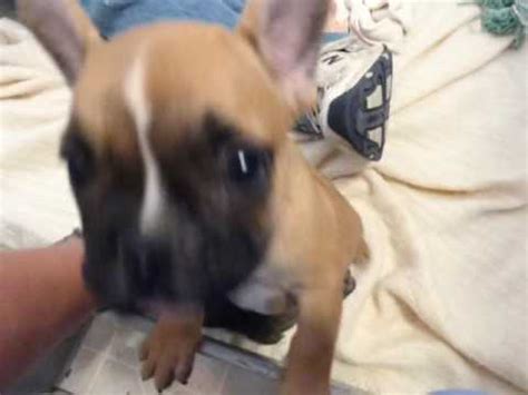 They're great dogs for apartment living, which also makes them one of the most popular breeds in all of new york city. Blue French Bulldog Puppies ~ Oregon Blue French Bulldog ...