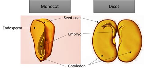 The cell wall is the jelly throughout the cell. Mango is a monocot plant A True B False class 11 biology CBSE