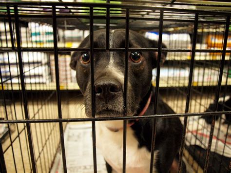 I love my new family member so much and he is happy and healthy! Here is a photo from A New Beginning Pet Rescue in Orlando ...