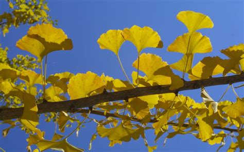 Norway maple has been planted extensively as an ornamental tree and is now found invading natural areas where it often outcompetes native sugar and red maples and other deciduous trees. Shade Trees Archives - Dogwood Hills Tree Farm