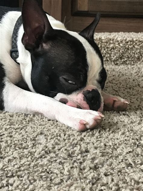 Boston terriers can be black or seal with or without brindling but all colors have to have white markings. Pin on Boston Terrier