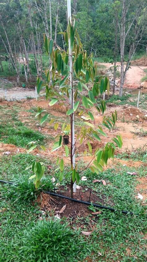 Tips untuk pokok tumbuh subur dan berbuah lebat, pastikan anda melakukan pembajaan dengan teratur dan tidak mengamalkan kaedah 3t. Berita TV Malaysia: Daun pokok durian anda kekuningan