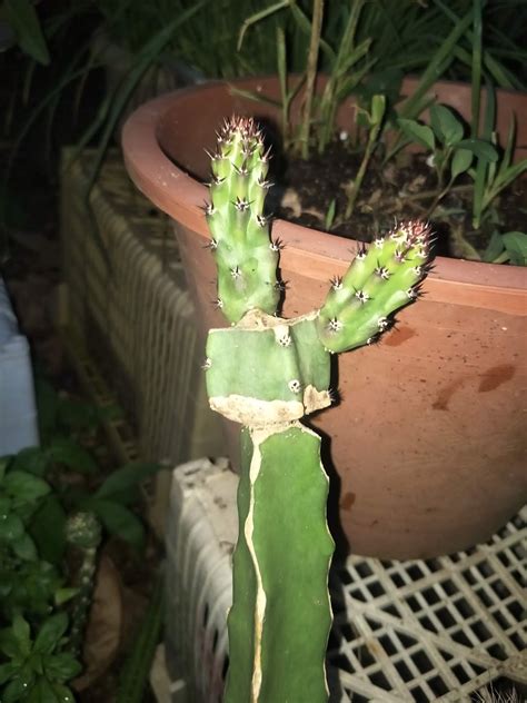 Step by step instructions on how to graft on opuntia compressa stock. Secrets To Growing Cactus And Succulents: How To Graft ...