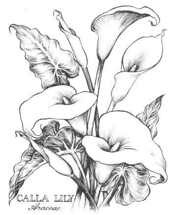 We did not find results for: Calla Lilies Drawing calla lilies , lilies and drawings on ...