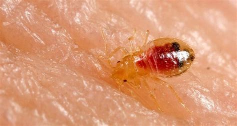 If they're disease carrying insects, call the bug exterminator in dayton ohio. Bed Bug Treatment In Dayton, Ohio | Dayton Pest Control