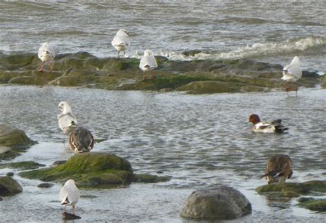 The lodge backs onto a nature reserve. Heysham Bird Observatory: A better variety