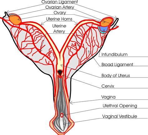 Start studying female body diagram. Pin on (HB) THE HUMAN BODY