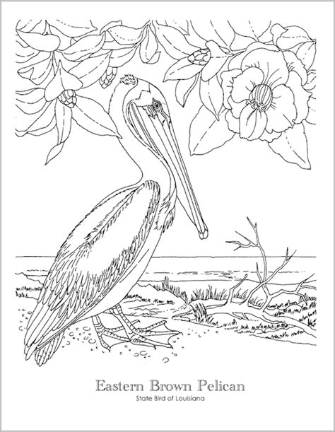 Download 30 Baltimore Orioles Coloring Pages - Free Printable ...