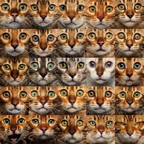 Each chart then uses different lightness or saturation levels. Bengal Colors and Patterns - REGISTERED BENGALS