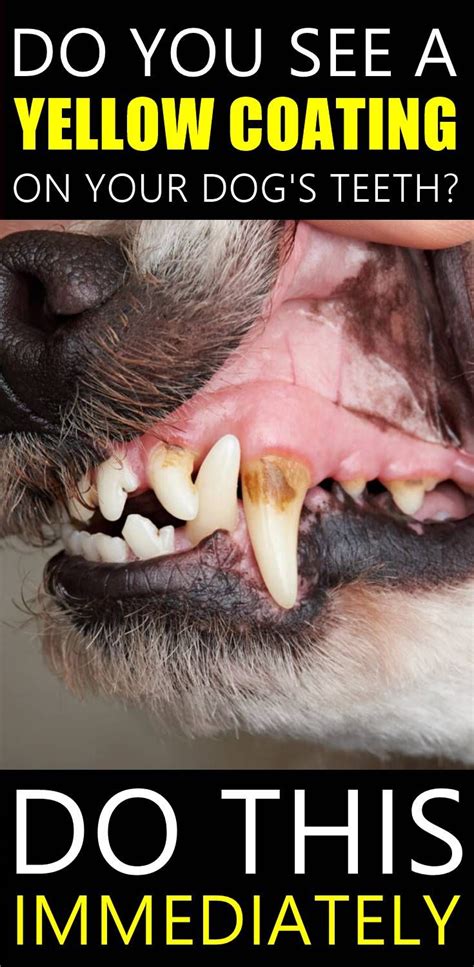 Dog tartar can build up and cause tooth decay, gum disease, tooth loss, and other medical issues related to gum disease. Do you see a lot of tartar on your dog's teeth? Find out ...