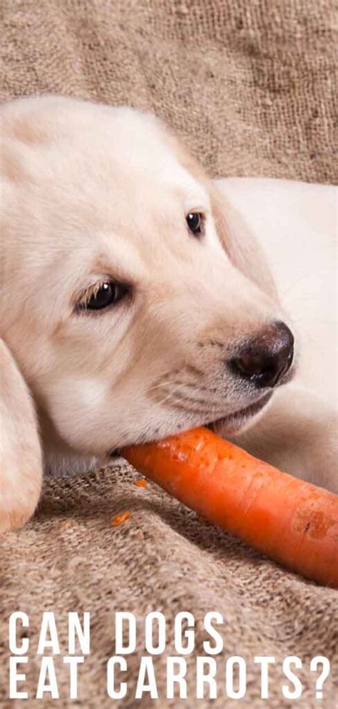 To maximize the nutritional benefits of carrots, puree the carrots in a blender or feed baby food made from pureed carrots. Can Dogs Eat Carrots? A Complete Guide to Carrots For Dogs
