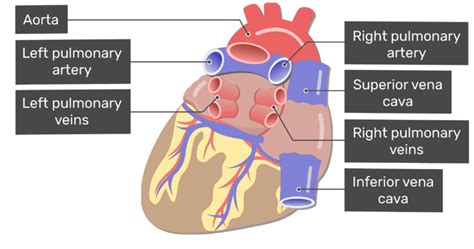 Illustration of a body torso with the heart and blood vessels labeled. heart: Heart Veins And Arteries Labeled