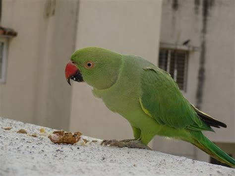 They have strong jaws that allow them to snap open nutshells to get to the seed. Can Parrots Eat Peanuts? - Parrot Website